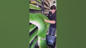 This High-Tech Grass Feeds Cows All Year — Even in Snow! Hydroponic Farming #hightechfarming