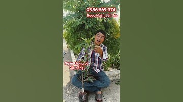 Cây Mận Lý | 0386569374 - Ngọc Ngân Bến Tre | Chuyên cây độc lạ