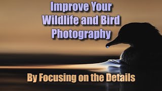 Improve Wildlife Bird Photography by Focusing on the Details