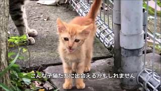 Strategy to rescue kittens Series 4 / Finally there is a chance to rescue the kitten