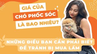 Giá chó phốc sóc pomeranian bao nhiêu? Những điều bạn cần biết để tránh mua lầm | Bánh Bò Pomeranian