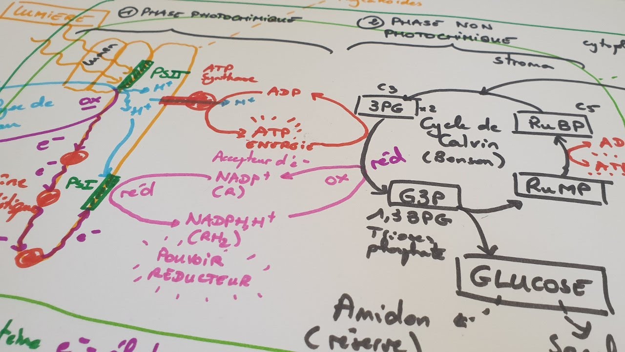 [eSVT] La photosynthèse