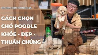 Cách Chọn Chó Poodle Khoẻ Đẹp Thuần Chủng - Tuấn Phút Đồ