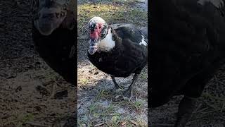 Muscovy Duck#short 🐤