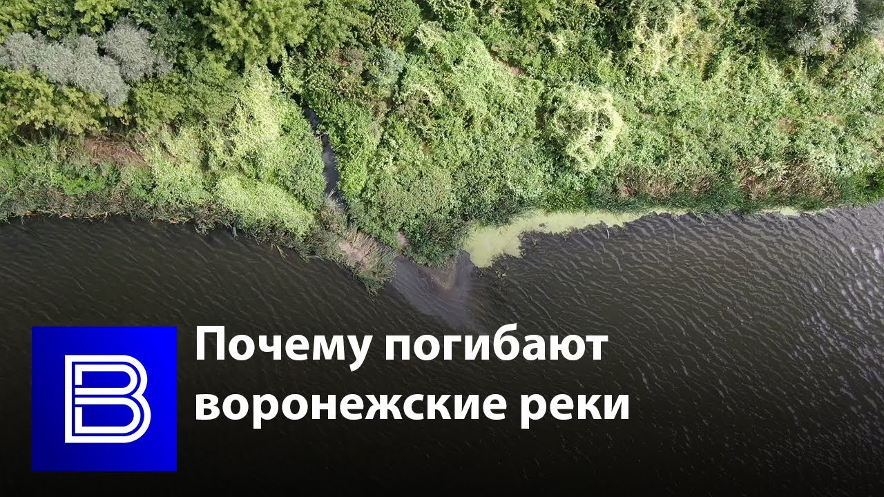 Почему растения гибнут. Река Тавровка Воронеж. Мониторинг уровня воды в реках Воронежской области. Почему растения стали гибнуть в озере. Почему пропала осенью 2022 года речка Дон.