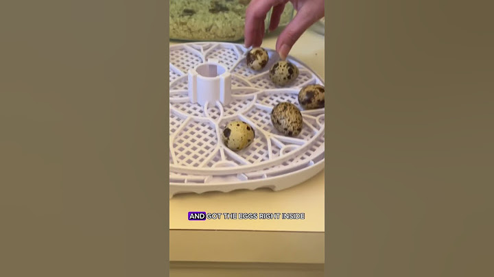 Hatching A Quail Egg From The Grocery Store🦆