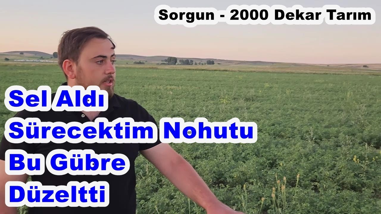 Yozgat Sorgun - Nohut Hastalıkları - Nohut İlaçlama - Nohut Gübreleme - Nohut Bakımı