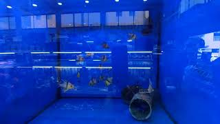 VID 20220918 111954 00 533 mp4tank150