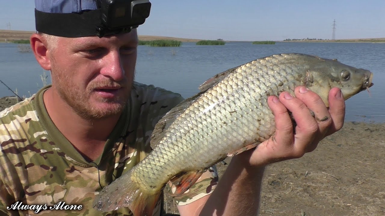 Рыбалка на сазана в большой луже. Ловля на макуху (жмых). Отличный клёв. Рыбалка на мотоцикле.