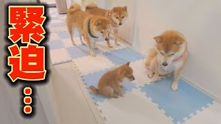 I let my native dog, who had been refusing puppies, meet puppies... by 豆柴おもしろ4兄妹 51,263 views 8 days ago 9 minutes, 32 seconds