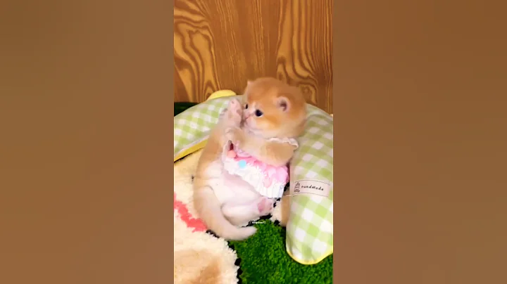 Video 11790561: purr, cat kitten meow cutecats, catlover cats kittycat, funnycats catlove kittycat, kitty catlover funnycats, kitty catlover cats funny