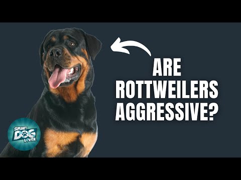 Vídeo: 10 coisas que somente os proprietários de Rottweiler entendem