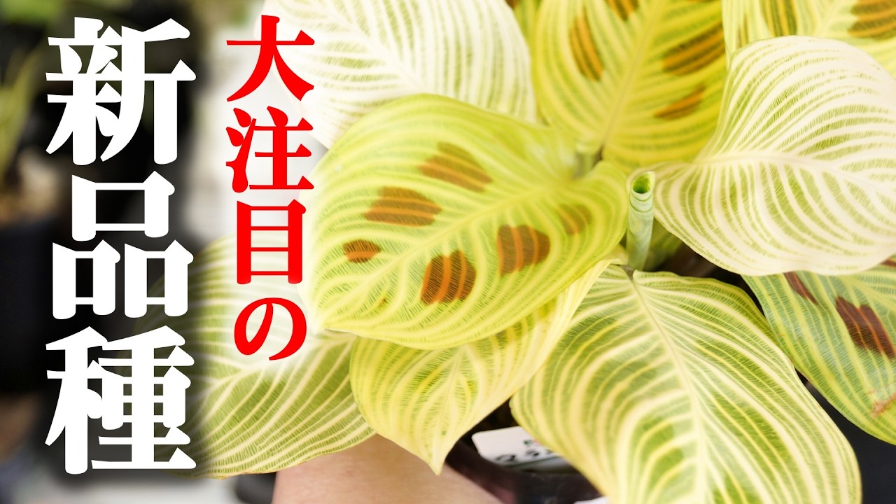 こんなに綺麗なのかよ…！最近注目される新品種の観葉植物がレベチ過ぎた件【マランタ・ライトベインズ】