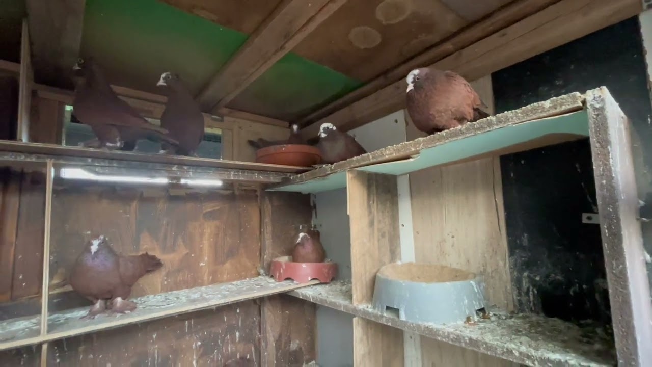 الأحمر العراقي في اوربا صورنالكم طبكات السنة ومطيار بودبست ومسواك الخانات  لعيونكم 🌷♥️