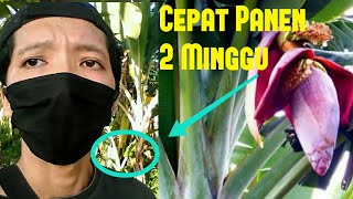 Cara ini membuat pisang  cepat berbuah maksimal | Budidaya Tanaman Pisang Cavendish, Kepok , Raja !