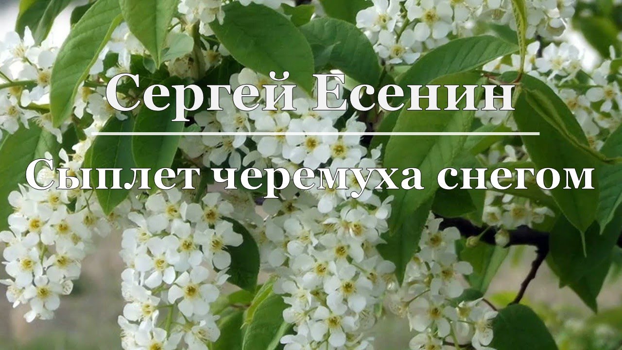 Стихотворение есенина сыплет