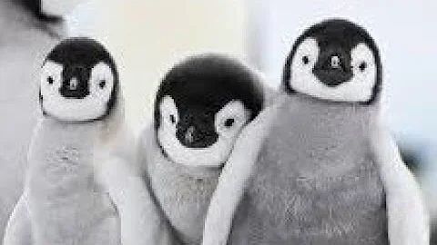 South Georgia - Penguin Paradise of the South Atlantic | Free Documentary Nature
