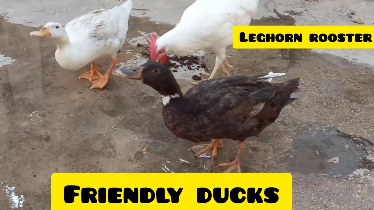 Duck Ruster Muscovy ducks and leghorn rooster together /leghorn chicken /white duck ...