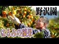これぞプロフェッショナル!はるみの摘果【野沢園】
