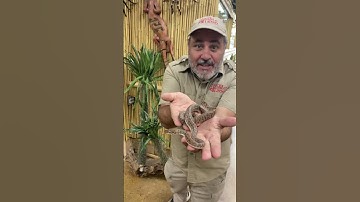 Children Python from Australia!! 😱🐍🤣