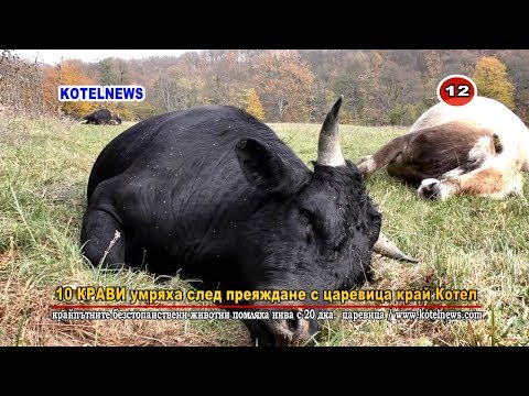 Масов МОР на преяли говеда край Котел www.kotelnews.com