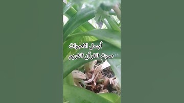 قران كريم بصوت جميل للشيخ اسلام صبحي#المصحف#اكسبلور#راحة_نفسية#😍🌹❤️راحة_نفسية تلاوه خاشعة #تصويري