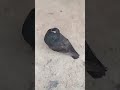 شوفوا اطلالة تباهي انتي الروفينوا عند جهزيتها مشاء لله الحمام الجزائر 