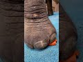 ゾウさん器用に潰して食べるよ
