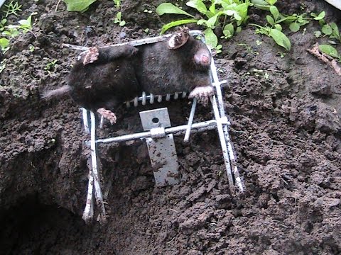 Чем отловить кротов? 100% рабочая ловушка. 2016 Чем отловить кротов? 100% рабочая ловушка. 2016