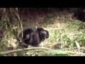 Gorilla Trekking Day 2 - Hirwa Group with twins (Part 2)