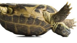How do tortoise flip