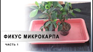 видео: Фикус микрокарпа #1. ЧАСТЬ 1. картинка: Фикус микрокарпа #1. ЧАСТЬ 1.
