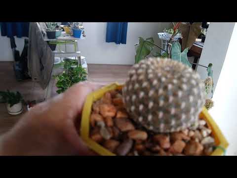 Video: Lumalagong Cacti At Conifers Sa Loob Ng Bahay