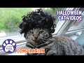 EPIC 3 HOURS! 🎃 Cute Halloween Cat Videos Compilation 👻  A Four Year Journey