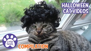 EPIC 3 HOURS!  Cute Halloween Cat Videos Compilation   A Four Year Journey