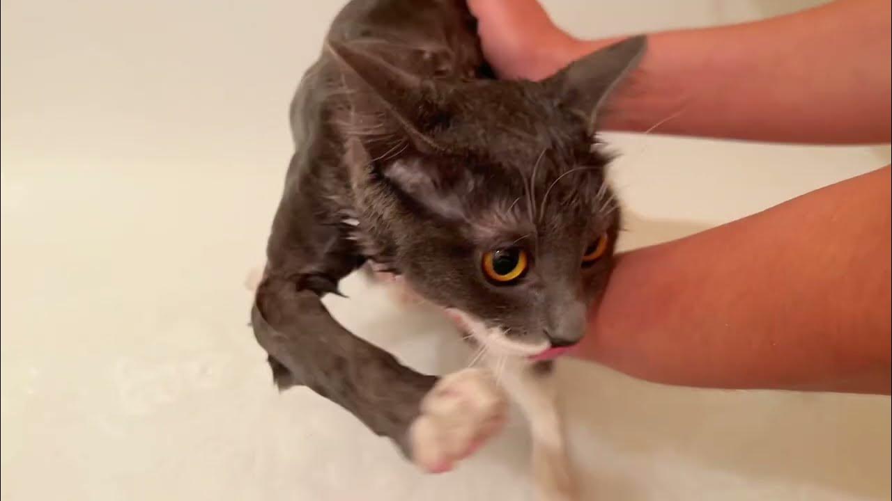 An ordinary day of a British kitten How to properly wash a cat YouTube