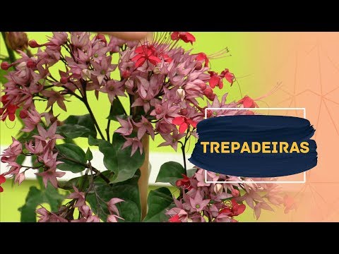 Vídeo: Variedades de plantas de quiabo: conheça os diferentes tipos de plantas de quiabo - conhecimento de jardinagem