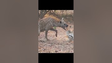 poor baby deer vs python vs hyena #shorts #wildlife #deer #snake #viral #tiktok