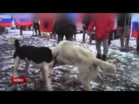 Video: Husky zaobchádza s plneným zvieraťom ako s vlastným šteňatkom je pripravený na materstvo