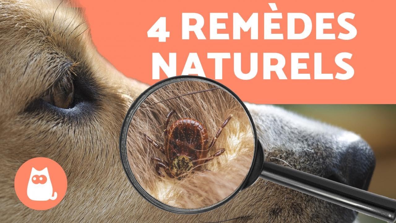 7 Recettes Anti-TIQUES naturelles pour chien - Très efficace !