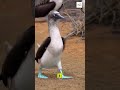 5 animals with weird walking patterns. #viral #fyp
