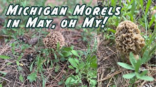 Hunting for Michigan Morels in May 2024 #homestead #offgrid #morelhunting #michigan
