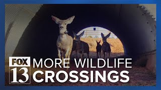 Local nonprofit wants more wildlife crossings built on Utah highways