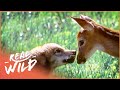 Insanely Adorable Baby Animal Moments | Wild America | Real Wild