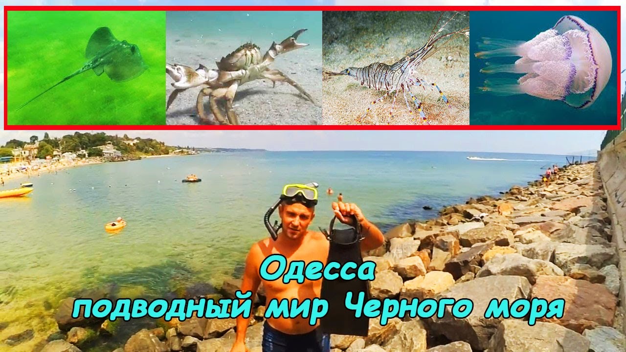 Подводный Мир Черного Моря Фото