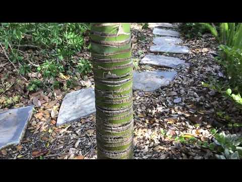 Video: Palmujen hoitaminen – Palmujen kasvattaminen sisällä