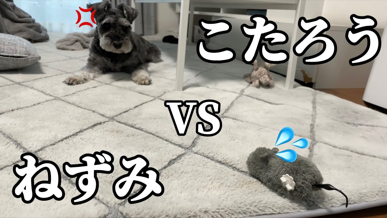 雨の日の過ごし方 ミニチュアシュナウザー トイプードル シュナプー Youtube 雨の日の過ごし方 ミニチュアシュナウザー トイプードル シュナプー Youtube