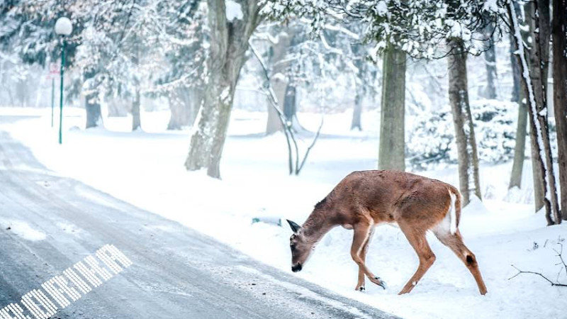 Cj Borika -Zamtaria Sicivea