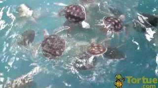 Tortue Marine Phuket