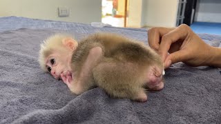 The mother takes care of the baby monkey's butt very carefully